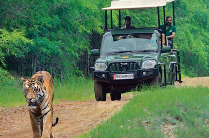 Tiger Safari